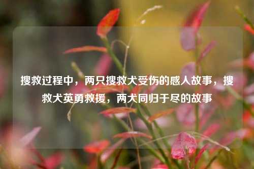 搜救过程中，两只搜救犬受伤的感人故事，搜救犬英勇救援，两犬同归于尽的故事