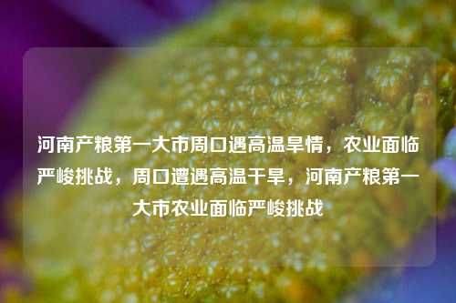 河南产粮第一大市周口遇高温旱情，农业面临严峻挑战，周口遭遇高温干旱，河南产粮第一大市农业面临严峻挑战
