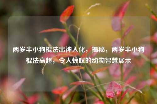 两岁半小狗棍法出神入化，揭秘，两岁半小狗棍法高超，令人惊叹的动物智慧展示